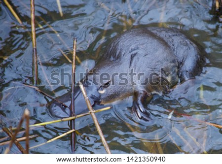 Platypus in a wild in Australia 