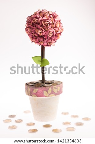 A flower in the pot and money around