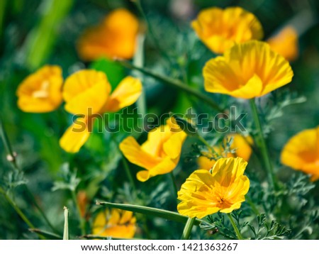 Beautiful flowers of yellow decorative poppy close-up.
