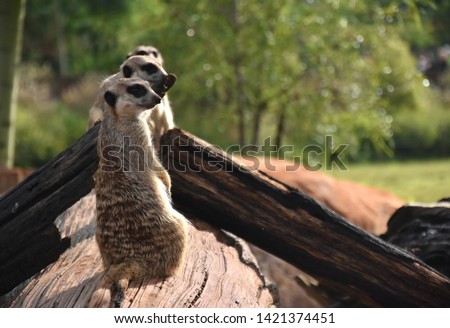 The meerkat or suricate (Suricata suricatta) is a small carnivoran belonging to the mongoose family (Herpestidae). Suricata standing on a guard. Curious meerkat.