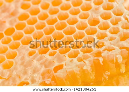 honeycomb cut natural bee freshly removed from the hive