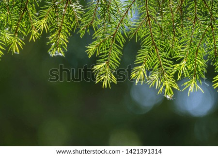 Small spruce branches hanging from the top of the picture on a dark green background