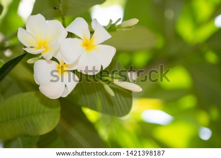 Frangipani flowers or plumeria flower on tree, beautiful white petal bloom in garden on sunny, green leaf and white yellow petal 
