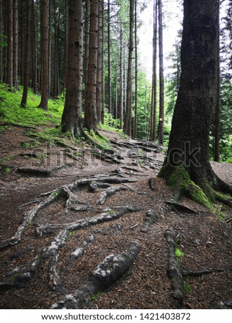 Photo of a forest ground covered in tree roots and dead leaves creating a barren landscape. Tall tree trunks are visible in the distance with little foliage.