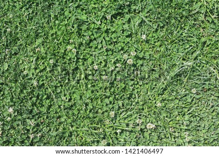 Green grass texture background, green lawn, little flowers on the fresh green ground