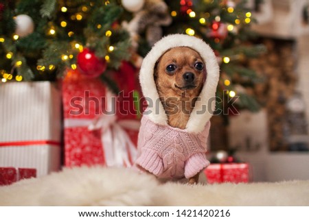 Christmas photo of a dog in a suit