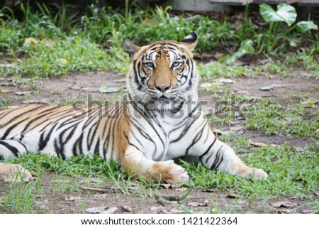 The tiger (Panthera tigris) is the largest species among the Felidae and classified in the genus Panthera.
