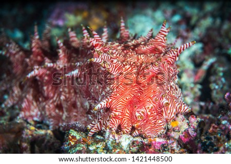 Beautiful underwater World. Diving in the Indian ocean near Sulawesi island. Indonesia 