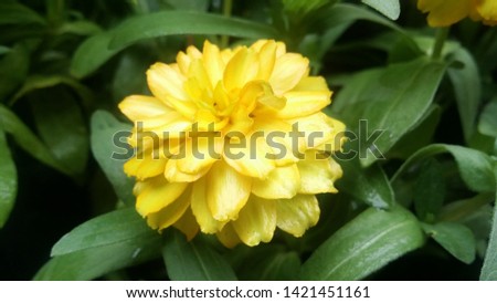 Calendula flower, yellow colour with green leaves