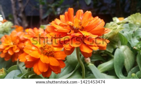 Calendula flower, orange  colour with green leaves