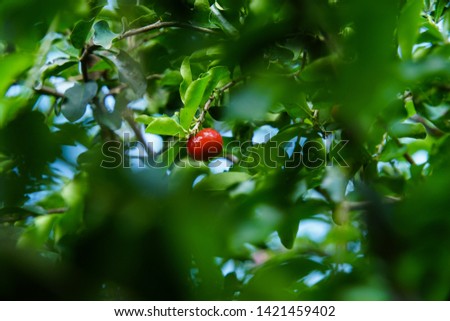 Barbados cherry in season at Dalat, Vietnam.