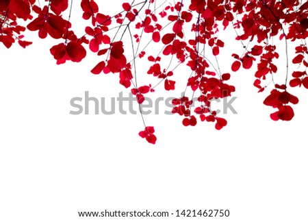Asian tropical red leaves branches border isolated on a white background which can used for panoramic frame and border    