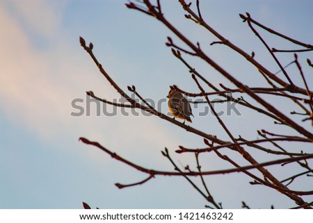 little colourful bird on the tree on the sky background