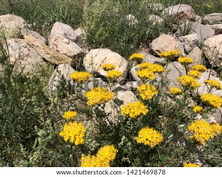 
natural yellow daisy flower on mountain
- images