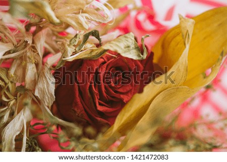 Close-up image of Valentine Day dry rose. Studio shot.