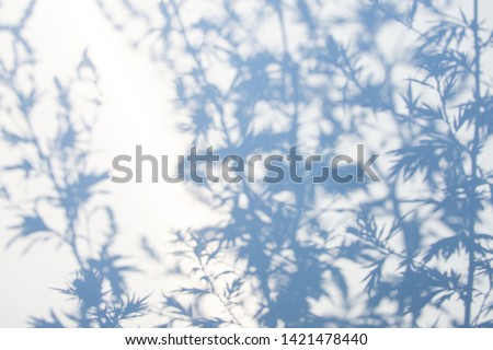 Abstract gray shadow background of natural leaves on white texture for background