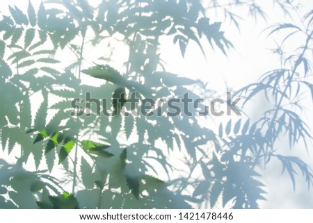 Abstract gray shadow background of natural leaves on white texture for background