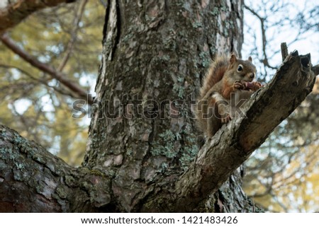 Small cute squirrel eating a nut sitting on a tree branch, making noise