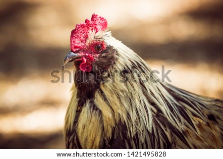A rooster (cock) portrait with white feathers around its head and a brown body with a brown gradient background