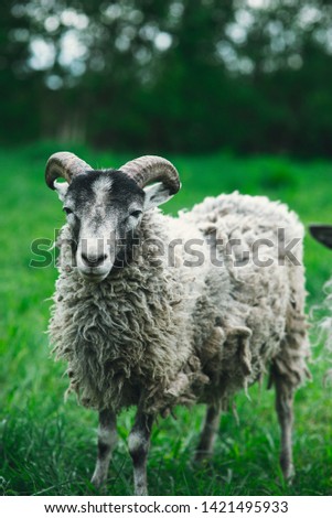 beautiful lamb grazing on the lawn