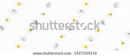 Chamomile flowers straight row, line among white  of stones on a white isolated background. spa concept, chamomile tea and japanese rock garden idea