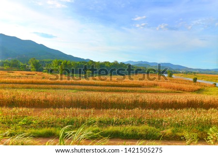 Corn after harvest in Vietnam