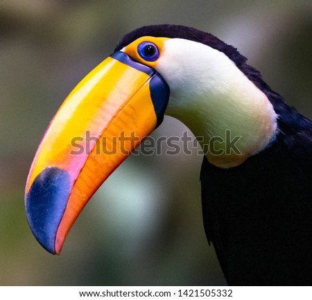 Portrait of a toucan bird