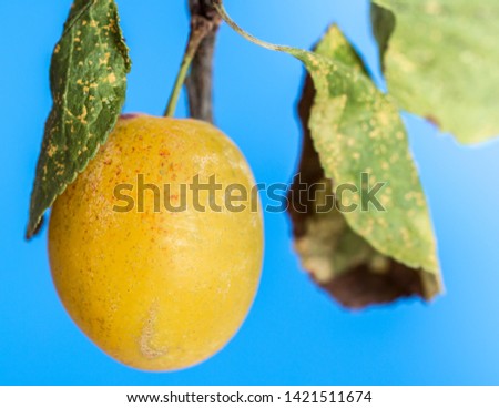 A bright yellow plum with green leaves against a blue background