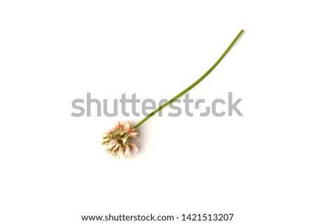 White clover isolated on white background.
