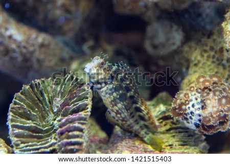  Lawnmower blenny for food in the saltwater aquarium.