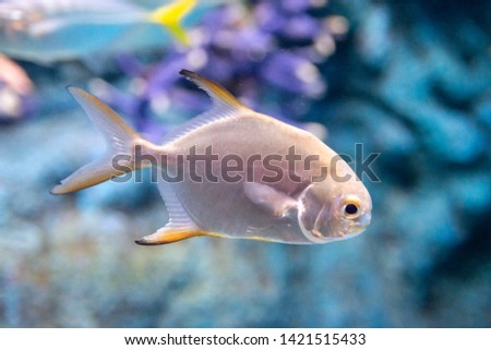 Snubnose pompano fish for food in the saltwater aquarium.