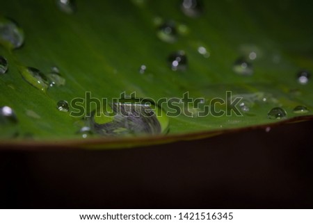 Kollam, Kerala, India - June 3, 2019: A water drop on a banana leaf edge
