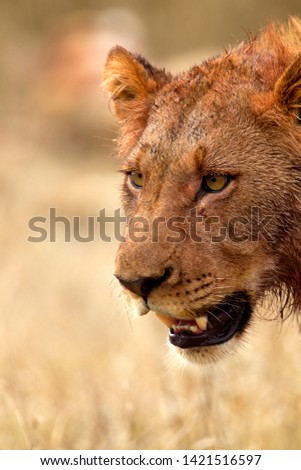African lion (Panthera Leo), Kruger National Park, South Africa.
