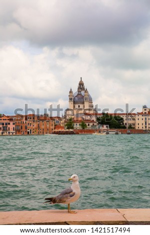 Seagull on the background of the Cathedral of Santa Maria della salute. Venice, Italy. Selective focus.