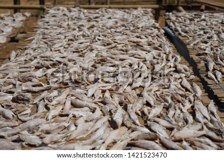 
The process of drying Indonesian salted fish. Salted fish are marine fish that are preserved by salting method.