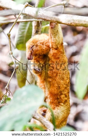 squirrel on tree, photo as a background, photo as a background, digital image