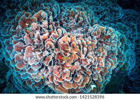 Beautiful underwater World. Cool diving in the Indian ocean near Sulawesi  island. Indonesia 
