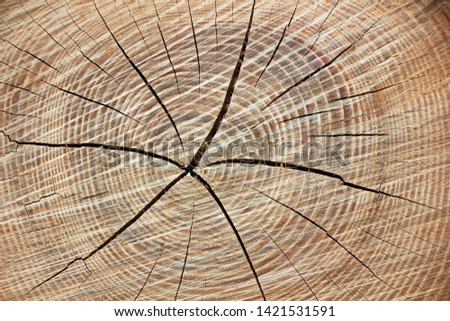 wood texture. round cut tree with annual rings