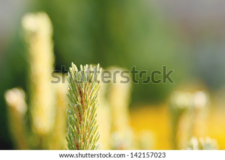 conifer in garden with shallow focus for background
