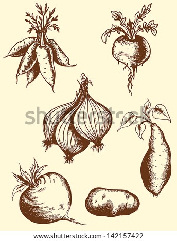 Set of vector vintage hand drawn roots Royalty-Free Stock Photo #142157422