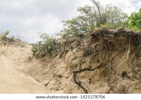 Sea dunes with cloudy sky in summer stormy day near the Hague in the Netherlands. Nature or vacation tranquil background. 