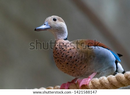 Sharp and close up portrait of a duck bird