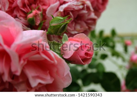 Closeup of big pink rosebuds after rain.