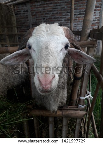 horned white male sheep in the cage