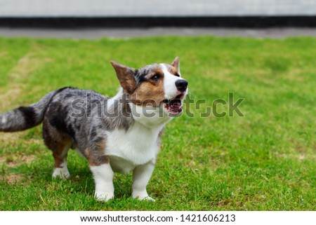 Young puppy breed Welsh Corgi Cardigan outdoors
