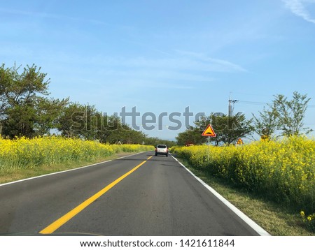 Jeju Island, spring flower, South Korea. 2019. Rapeseed and Canola field in Roksan Road, celebrating the season with flowers painted the landscape yellow. 
