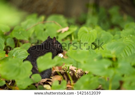 one cute black squirrel eating a white mushroom while hiding behind green leaves on the ground