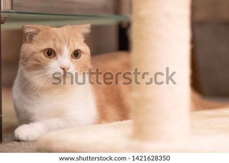 Orange and white Munchkin Cat,short legs Little cute cat.