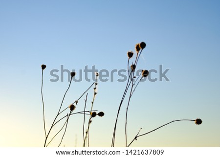 silhouette of flowers against the sunset sky