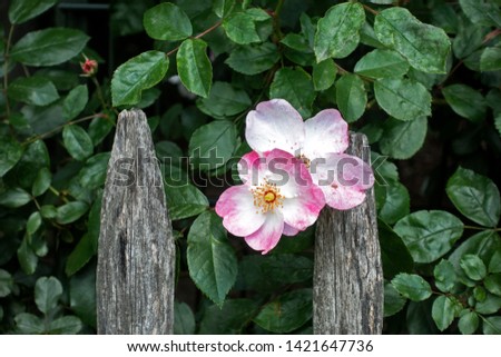 Blooming rose hip flowers (Rosa canina) on a wooden fence background